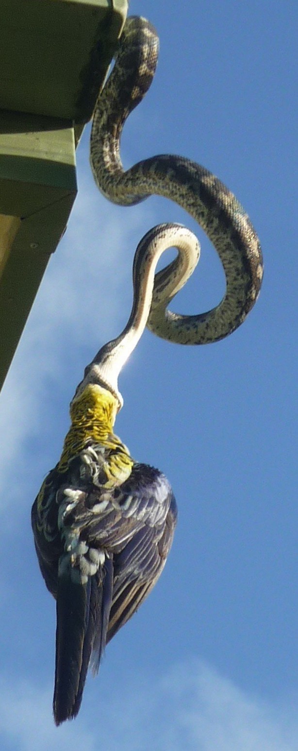 Foto - Piton çatıda yakaladı