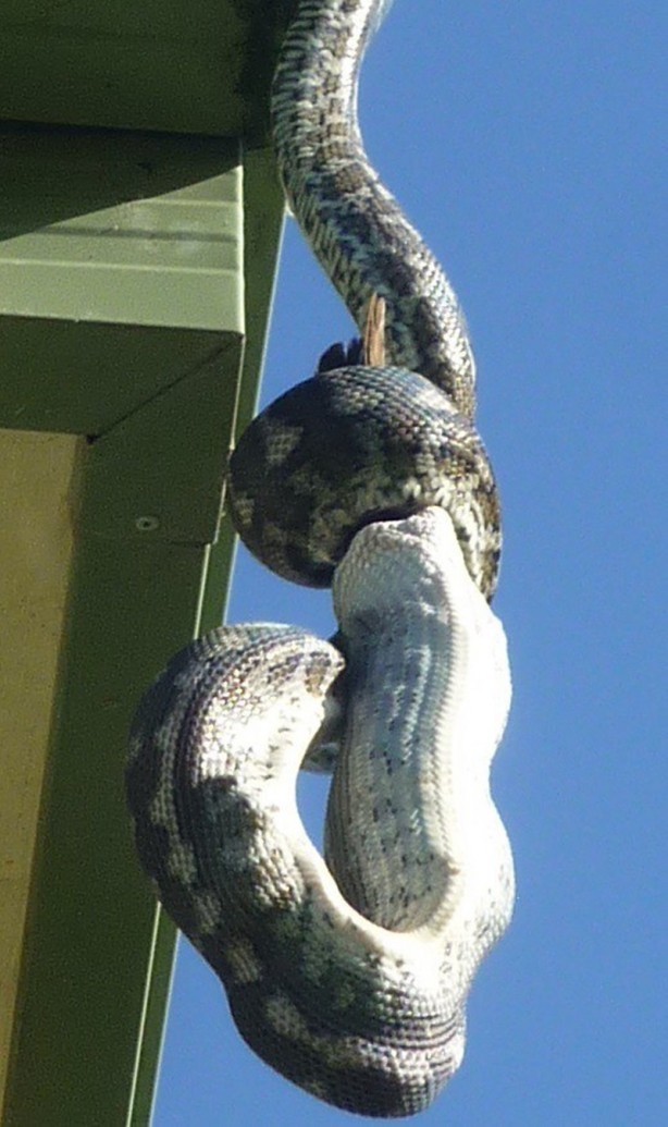 Foto - Piton çatıda yakaladı