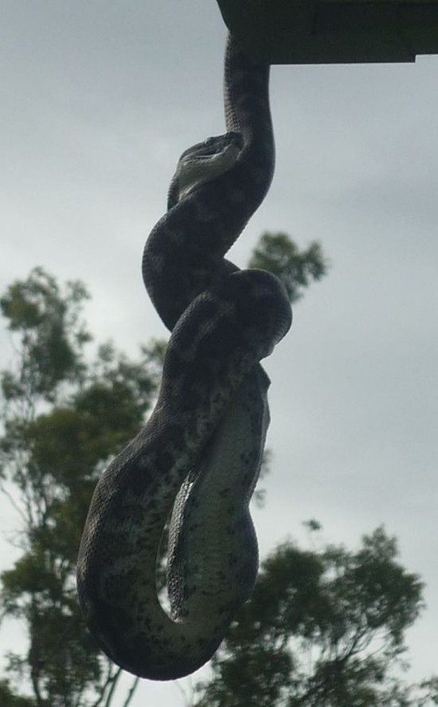 Foto - Piton çatıda yakaladı