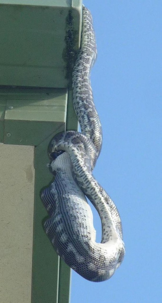 Foto - Piton çatıda yakaladı