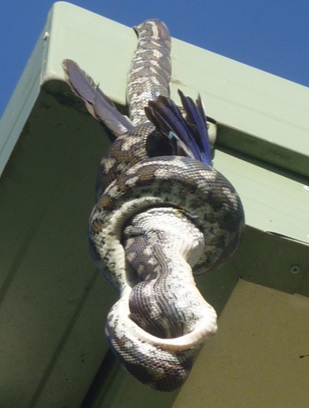 Foto - Piton çatıda yakaladı