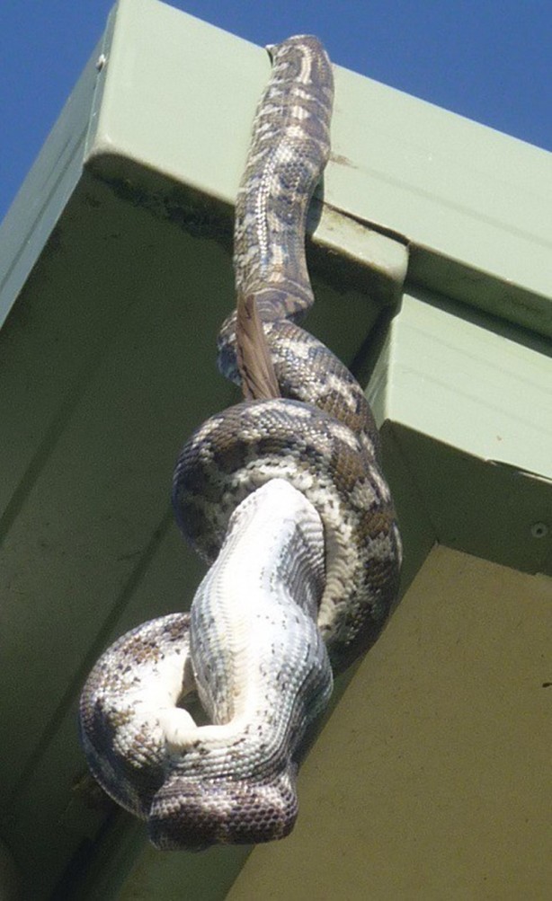 Foto - Piton çatıda yakaladı