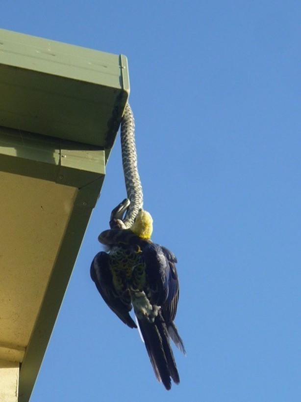 Piton çatıda yakaladı