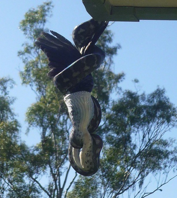 Foto - Piton çatıda yakaladı