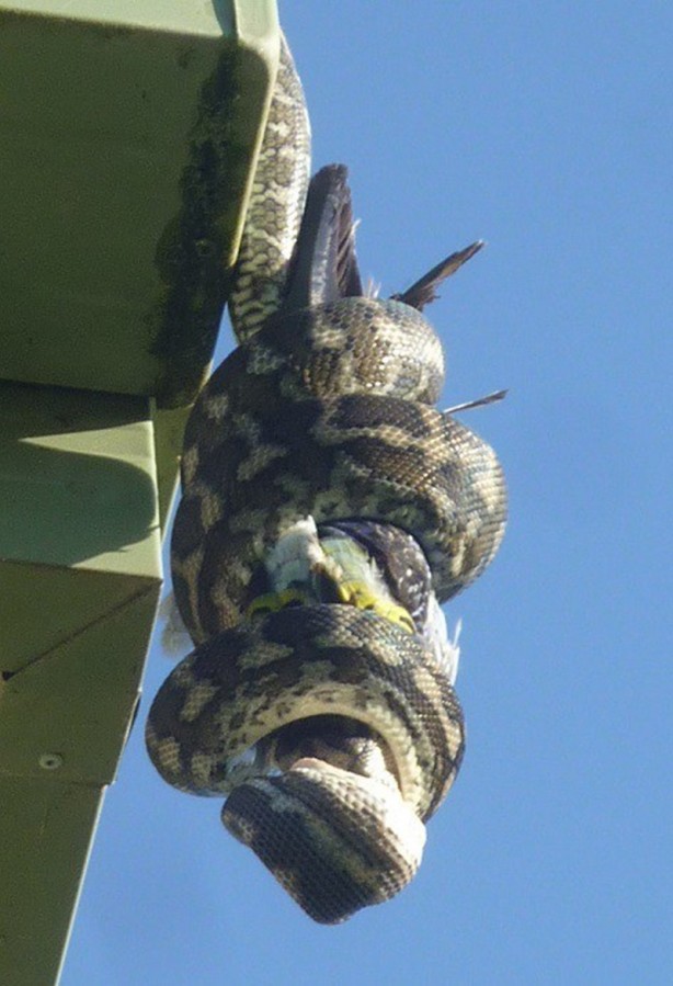 Foto - Piton çatıda yakaladı