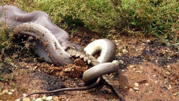 Foto - Piton dev timsahı böyle tuttu!