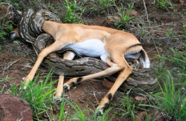 Foto - Piton dev timsahı böyle tuttu!