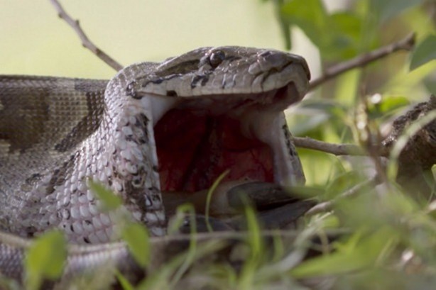 Foto - Piton dev timsahı böyle tuttu!