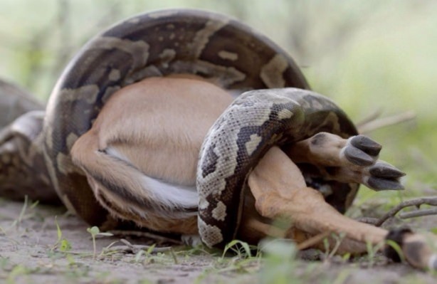 Foto - Piton dev timsahı böyle tuttu!