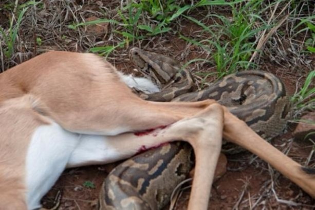 Foto - Piton dev timsahı böyle tuttu!