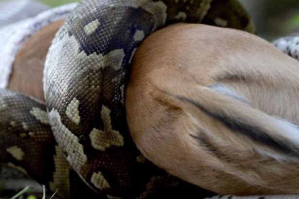 Foto - Piton dev timsahı böyle tuttu!