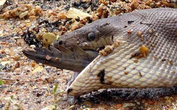 Foto - Piton dev timsahı böyle tuttu!