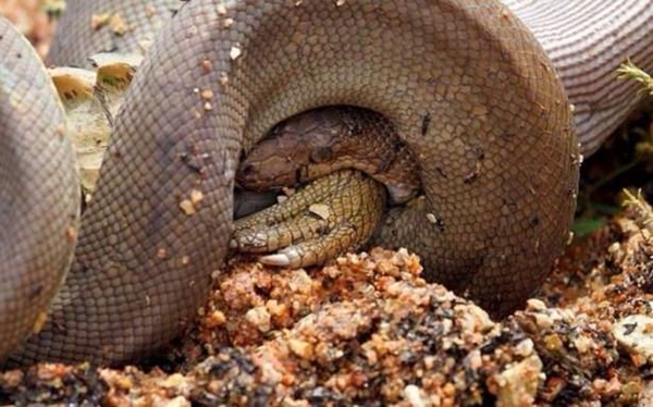 Foto - Piton dev timsahı böyle tuttu!