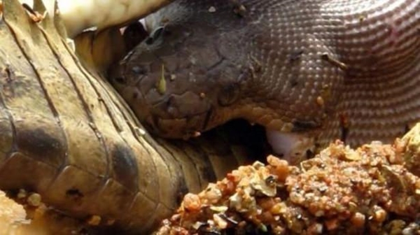 Foto - Piton dev timsahı böyle tuttu!