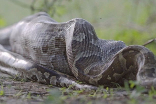 Foto - Piton dev timsahı böyle tuttu!