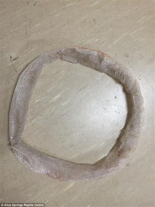 Foto - Piton görenleri hayrete düşürdü!