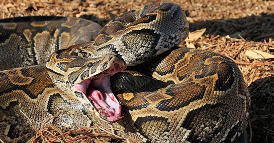 Foto - Piton yılanı, bahçesini temizleyen kadını yedi! Görüntüler dehşete düşürdü