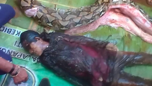 Piton yılanı, bahçesini temizleyen kadını yedi! Görüntüler dehşete düşürdü