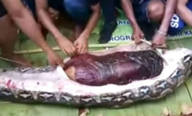 Foto - Piton yılanı, bahçesini temizleyen kadını yedi! Görüntüler dehşete düşürdü