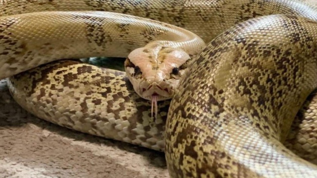 Pitonların sırrı ortaya çıktı! Kemikleri bile sindiren inanılmaz mekanizma