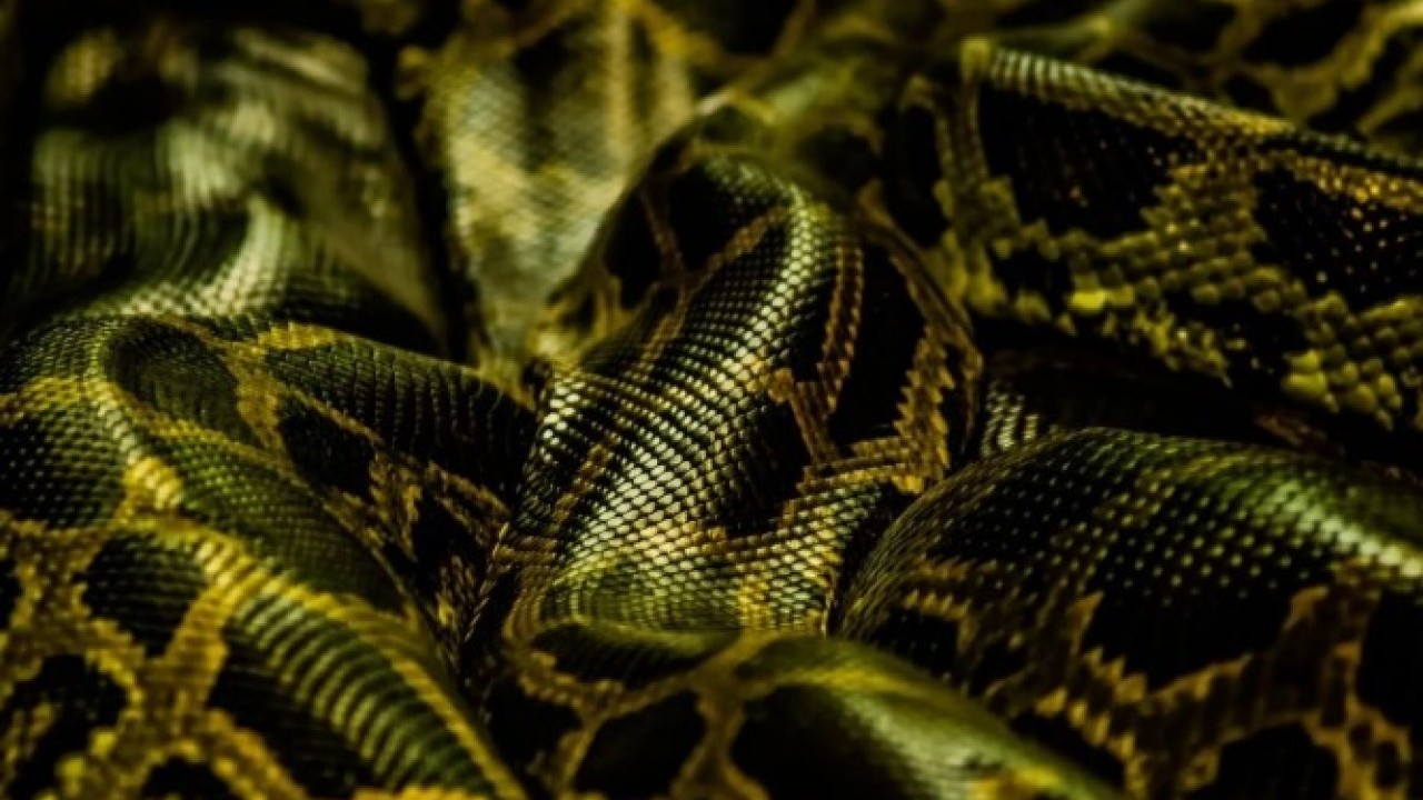 Foto - Pitonların sırrı ortaya çıktı! Kemikleri bile sindiren inanılmaz mekanizma
