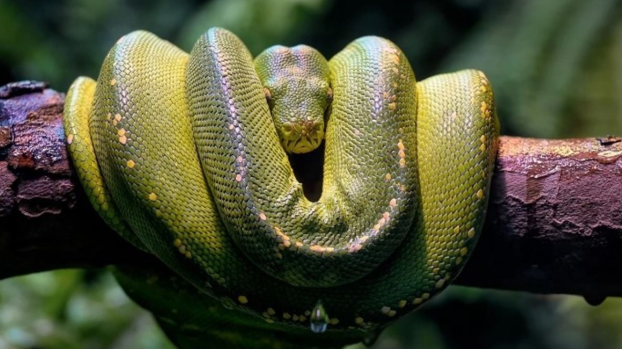 Foto - Pitonların sırrı ortaya çıktı! Kemikleri bile sindiren inanılmaz mekanizma
