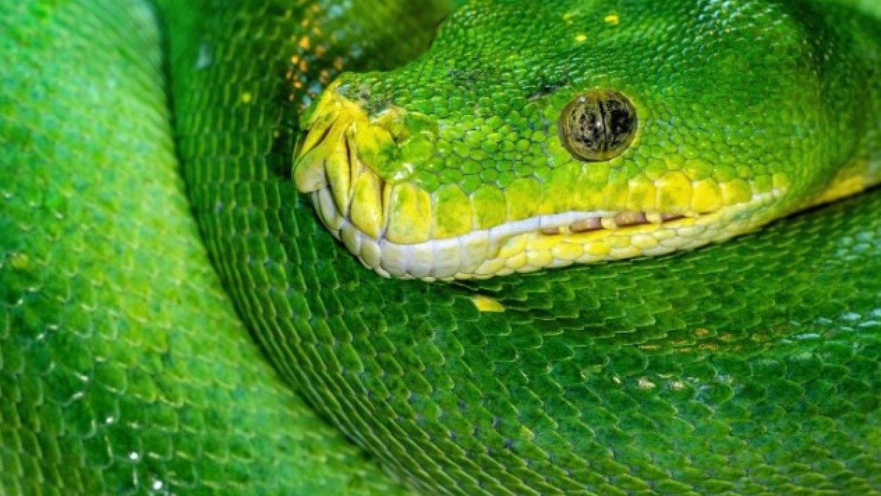 Foto - Pitonların sırrı ortaya çıktı! Kemikleri bile sindiren inanılmaz mekanizma