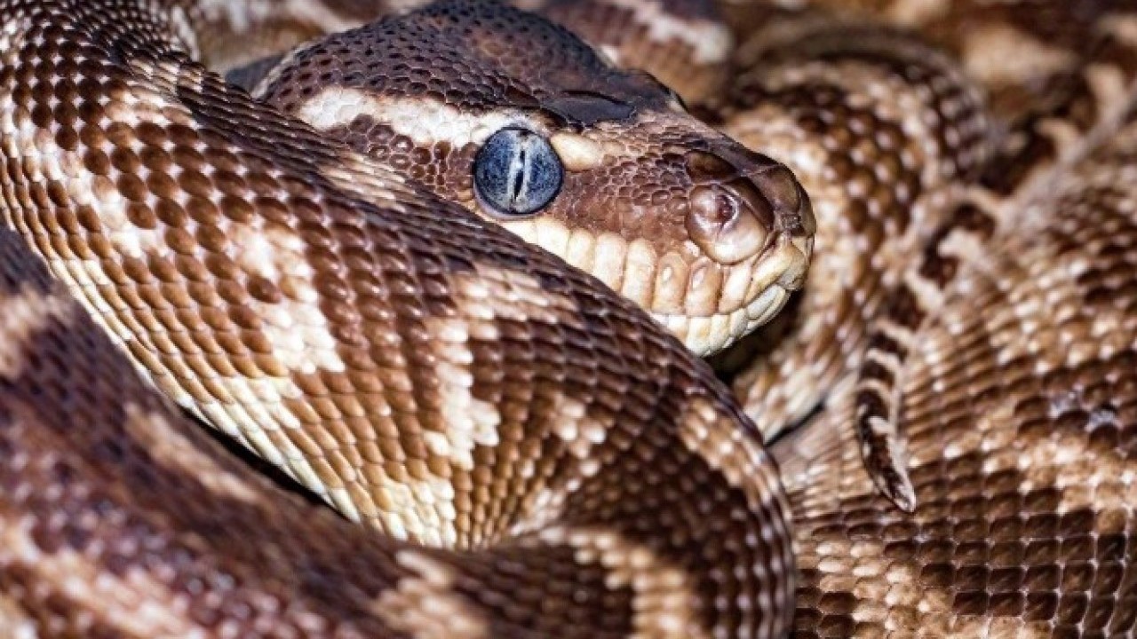 Foto - Pitonların sırrı ortaya çıktı! Kemikleri bile sindiren inanılmaz mekanizma