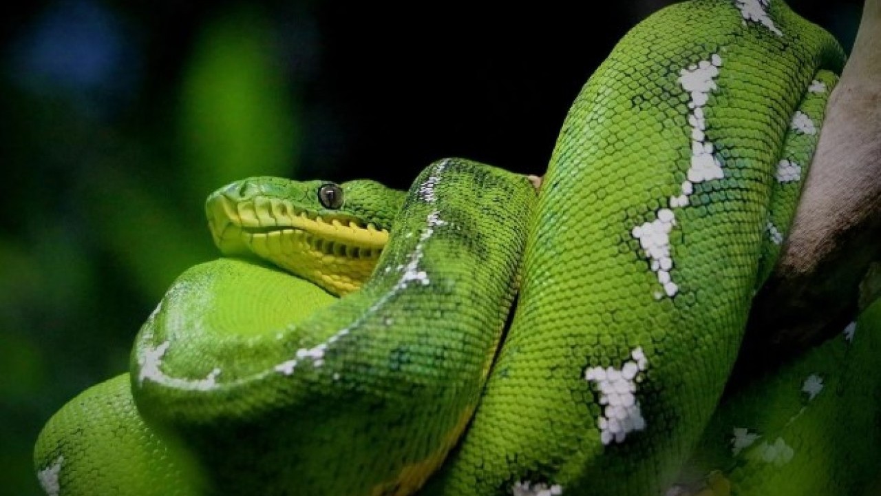 Foto - Pitonların sırrı ortaya çıktı! Kemikleri bile sindiren inanılmaz mekanizma