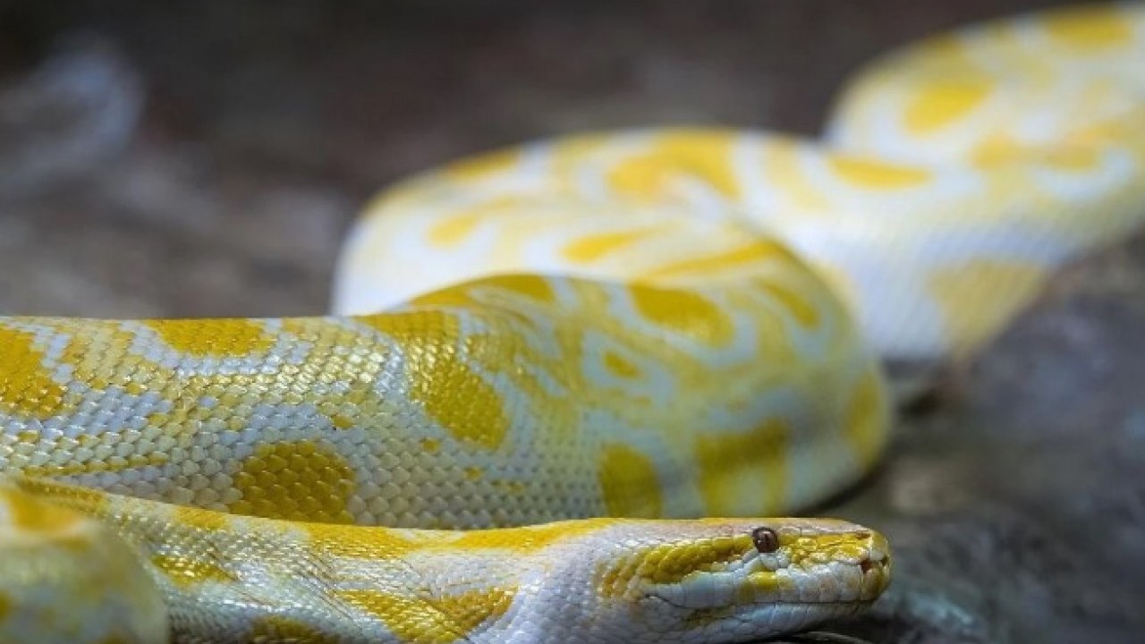 Foto - Pitonların sırrı ortaya çıktı! Kemikleri bile sindiren inanılmaz mekanizma
