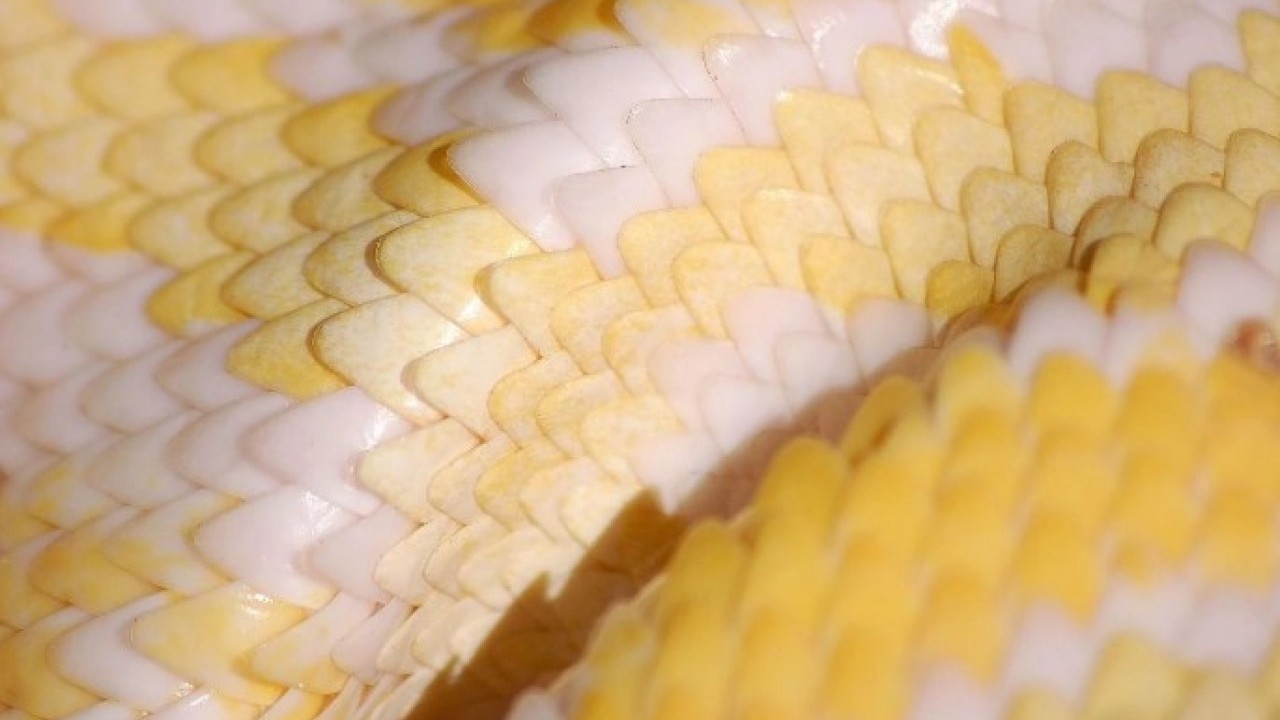 Foto - Pitonların sırrı ortaya çıktı! Kemikleri bile sindiren inanılmaz mekanizma