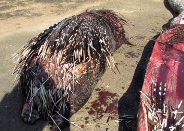 Foto - Pitonun içinden çıkanlar hayrete düşürdü!