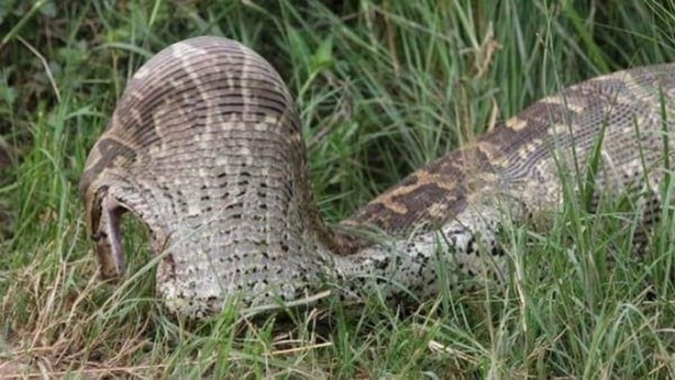 Foto - Pitonun içinden çıkanlar hayrete düşürdü!