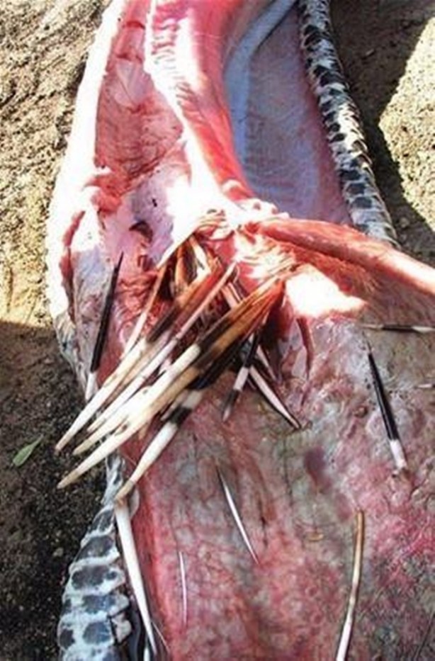 Foto - Pitonun içinden çıkanlar hayrete düşürdü!