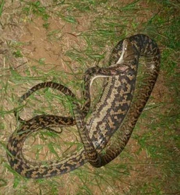 Foto - Pitonun içinden çıkanlar hayrete düşürdü!