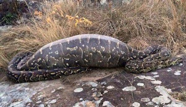  Pitonun içinden çıkanlar hayrete düşürdü!