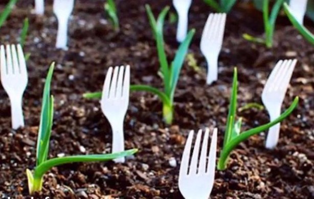 Foto - Plastik çatallarla inanılmaz gerçekleşti! İşte daha önce duymadığınız şeyler...