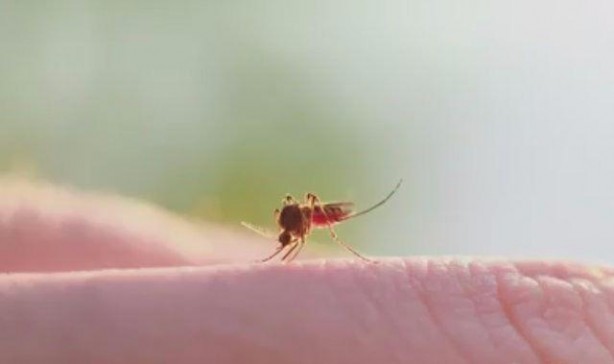 Foto - Plastik çatallarla inanılmaz gerçekleşti! İşte daha önce duymadığınız şeyler...