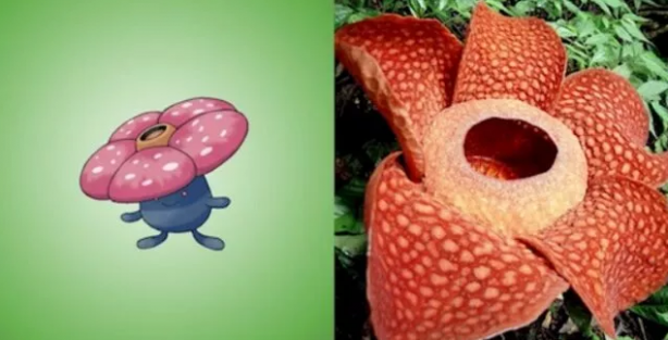 Foto - Pokemon karakterlerinin gizemi çözüldü