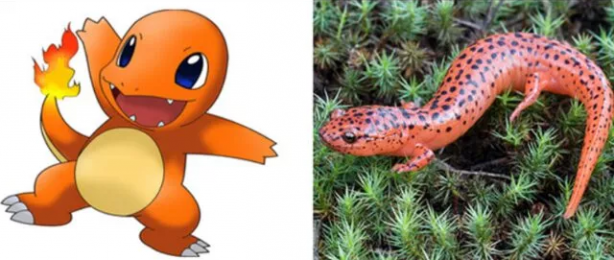 Foto - Pokemon karakterlerinin gizemi çözüldü