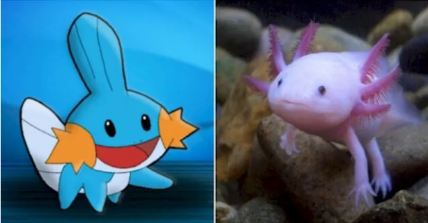 Foto - Pokemon karakterlerinin gizemi çözüldü