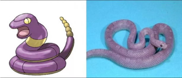 Foto - Pokemon karakterlerinin gizemi çözüldü