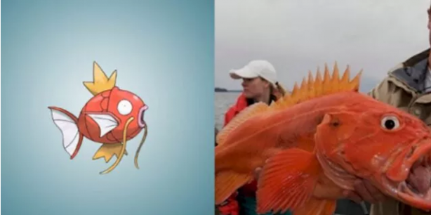 Foto - Pokemon karakterlerinin gizemi çözüldü