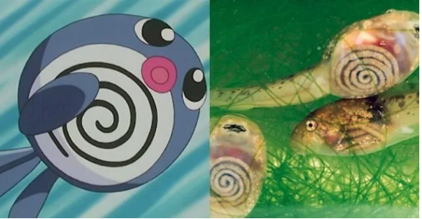 Foto - Pokemon karakterlerinin gizemi çözüldü