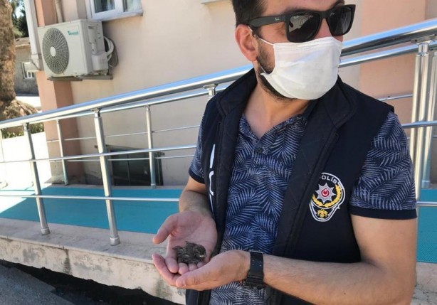 Polis, çatıdan düşen yavru kuşları tedavi ettirdi