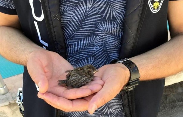 Foto - Polis, çatıdan düşen yavru kuşları tedavi ettirdi