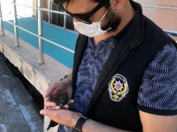 Foto - Polis, çatıdan düşen yavru kuşları tedavi ettirdi
