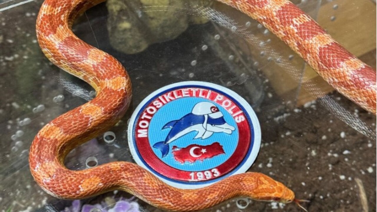 Foto - Polis ekipleri şoke oldu! İstanbul'da bir aracın arka koltuğunda bakın ne çıktı