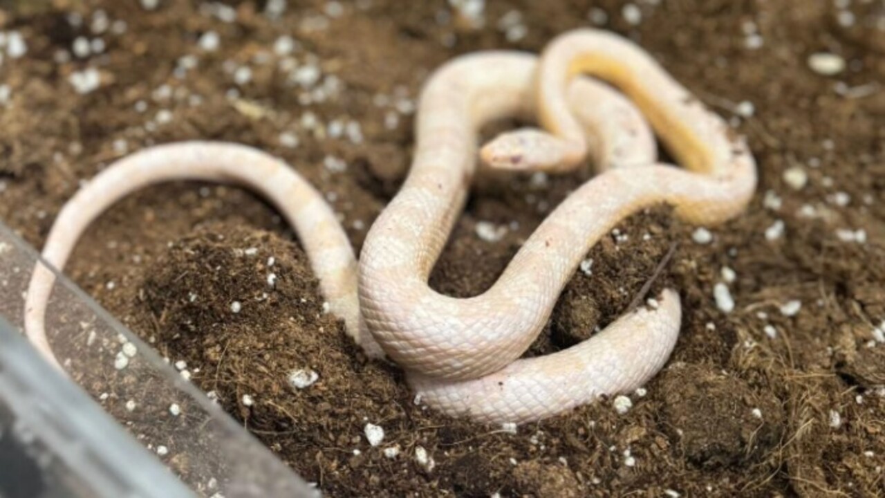 Foto - Polis ekipleri şoke oldu! İstanbul'da bir aracın arka koltuğunda bakın ne çıktı