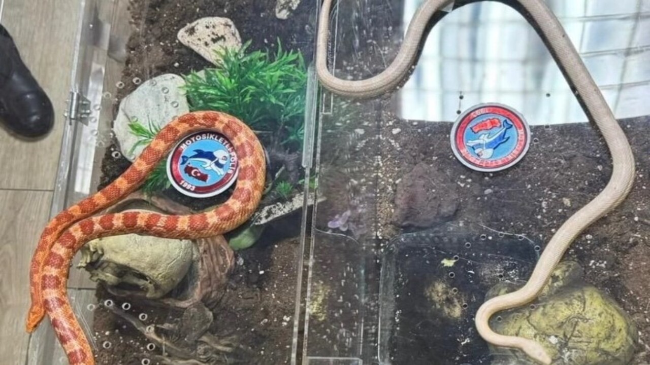 Foto - Polis ekipleri şoke oldu! İstanbul'da bir aracın arka koltuğunda bakın ne çıktı